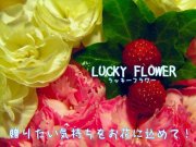 「ラッキーフラワー」　（埼玉県春日部市）の花屋店舗写真3